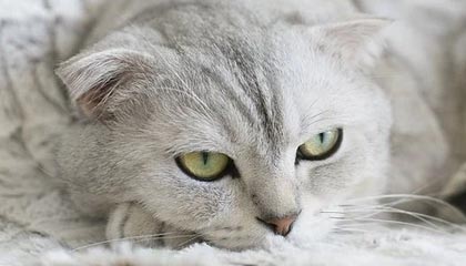 开云体育-沃尔夫斯堡迎战多特蒙德，争取三分，沃尔夫斯堡队